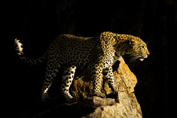 leopard
